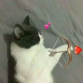 Котики — стикер для MAX