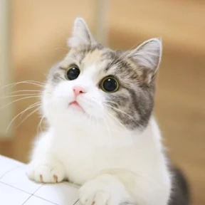 Котики — стикер для MAX