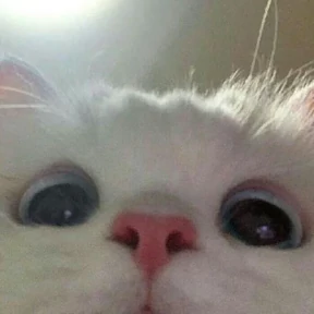 Котики — стикер для MAX
