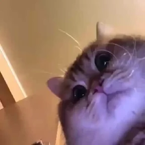Котики — стикер для MAX