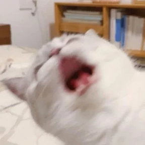 Котики — стикер для MAX