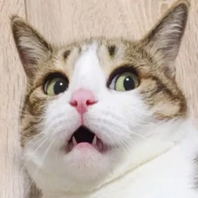 Котики — стикер для MAX