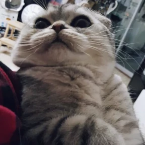 Котики — стикер для MAX