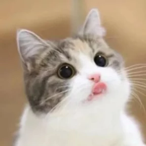 Котики — стикер для MAX