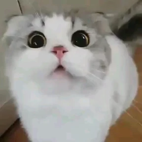 Котики — стикер для MAX