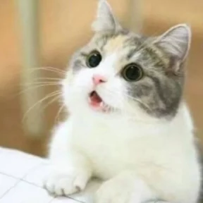 Котики — стикер для MAX