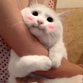 Котики — стикер для MAX
