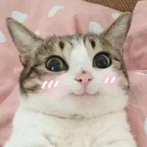 Котики — стикер для MAX