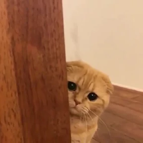 Котики — стикер для MAX
