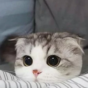 Котики — стикер для MAX
