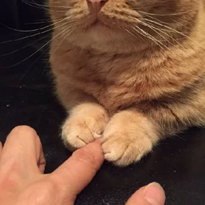 Котики — стикер для MAX