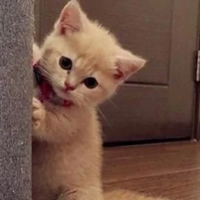 Котики — стикер для MAX