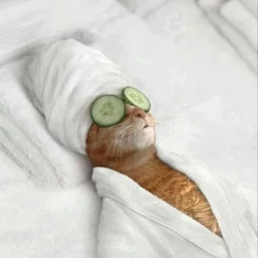 Котики — стикер для MAX