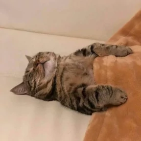 Котики — стикер для MAX