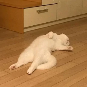 Котики — стикер для MAX