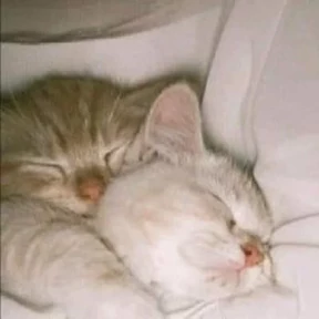 Котики — стикер для MAX
