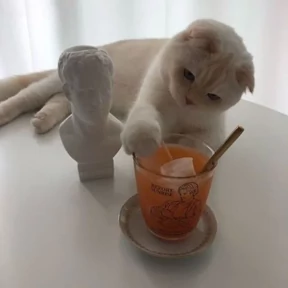 Котики — стикер для MAX