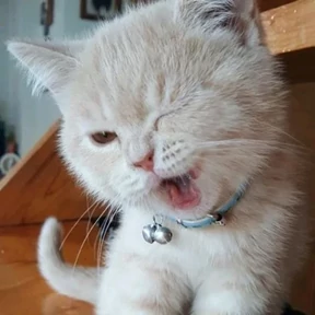 Котики — стикер для MAX