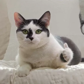 Котики — стикер для MAX