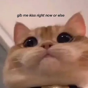 Котики — стикер для MAX