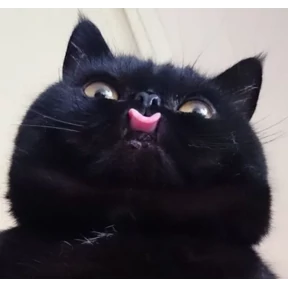 Котики — стикер для MAX