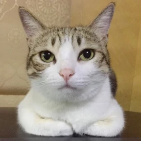 Котики — стикер для MAX