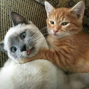Котики — стикер для MAX