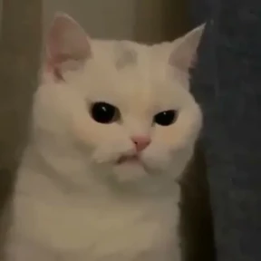 Котики — стикер для MAX