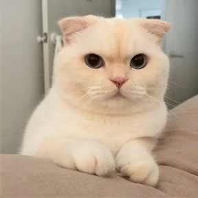 Котики — стикер для MAX