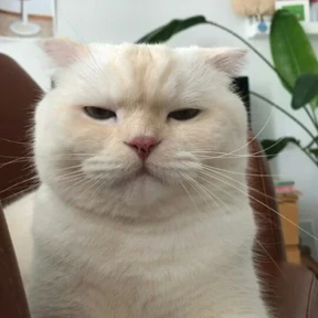 Котики — стикер для MAX