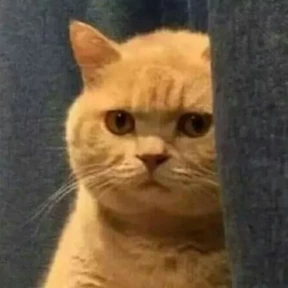 Котики — стикер для MAX