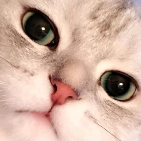 Котики — стикер для MAX
