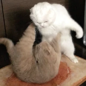 Котики — стикер для MAX