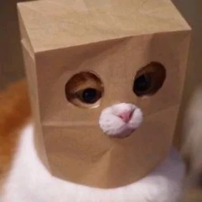 Котики — стикер для MAX
