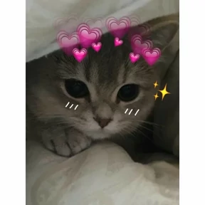 Котики — стикер для MAX