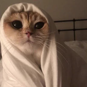 Котики — стикер для MAX