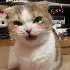 Котики — стикер для MAX