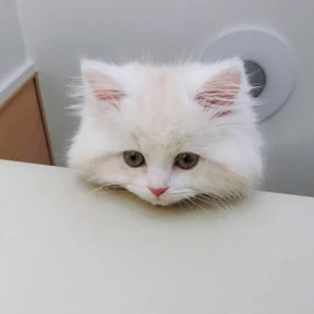 Котики — стикер для MAX