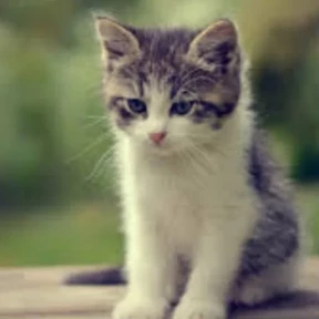 Котики — стикер для MAX