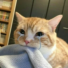 Котики — стикер для MAX