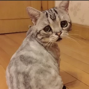 Котики — стикер для MAX