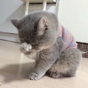 Котики — стикер для MAX