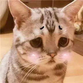 Котики — стикер для MAX