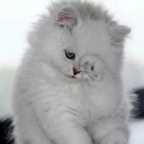 Котики — стикер для MAX