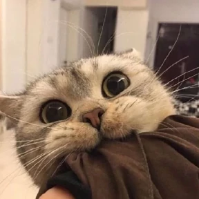 Котики — стикер для MAX