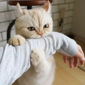 Котики — стикер для MAX