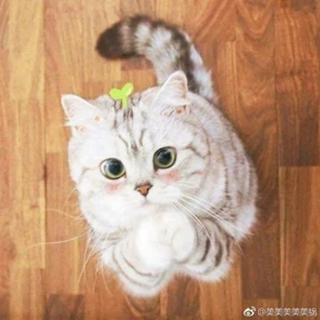 Котики — стикер для MAX