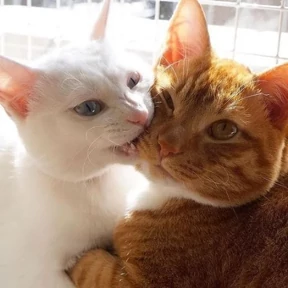 Котики — стикер для MAX