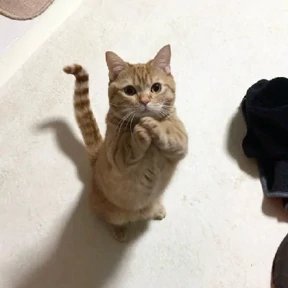 Котики — стикер для MAX