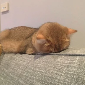Котики — стикер для MAX